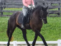 Farasi dume, Percheron — picha 7