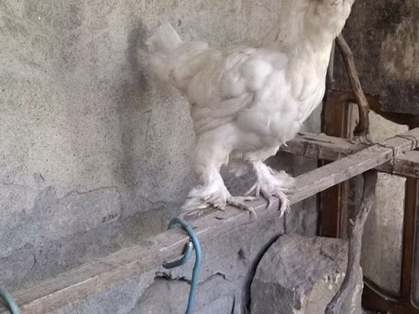 Sultán