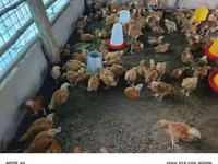 Chickens — photo 2
