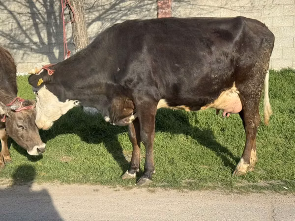 Vaca, Ganado vacuno