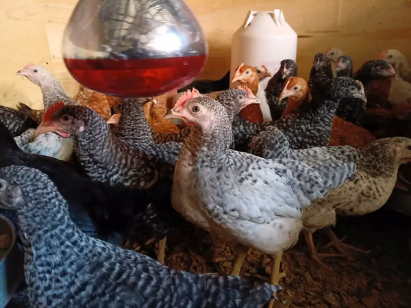 Shamo chickens