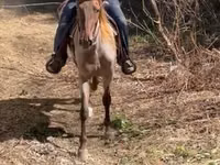 Farasi dume, Rocky Mountain Horse — picha 5