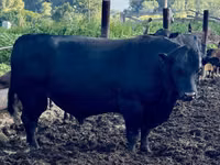 Cow, Aberdeen-Angus — photo 4