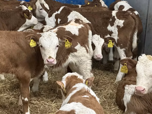 Rinder (Partie, Geschlecht nicht angegeben), Simmental cattle