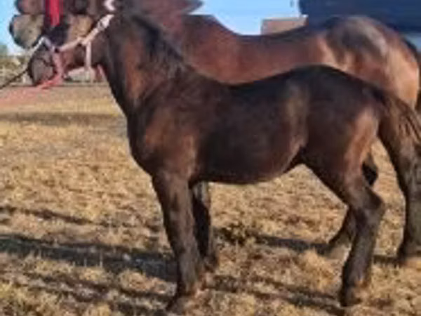 घोड़ा, Percheron
