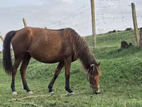 فرس, Azerbaijan horse — الصورة 1
