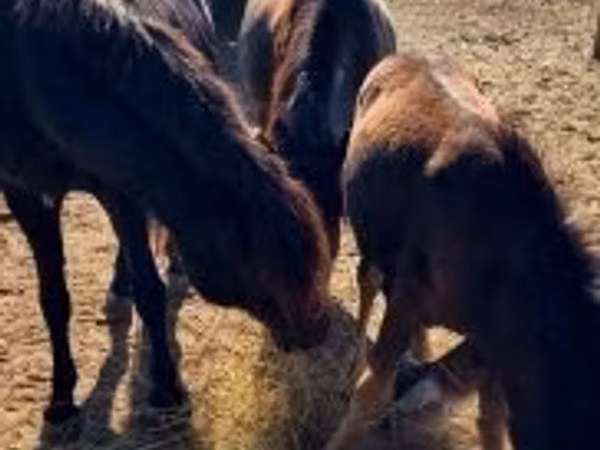 Mare, Horses