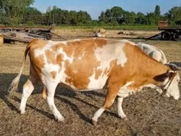Ng'ombe jike, Simmental cattle