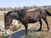فرس, Skyros Pony — الصورة 1