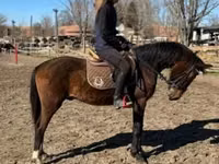 حصان, Hungarian horse breed — الصورة 3