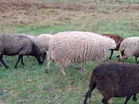 Schaf, Assaf sheep — Foto 2