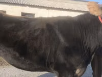 Ng'ombe jike, Swiss cattle — picha 6