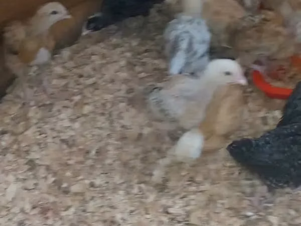 Chickens