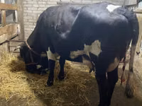 Kuh, Holstein-Rasse — Foto 1