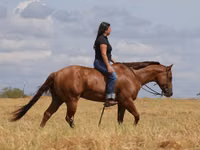 Caballo, Quarter Horse — foto 2