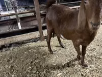 बकरी, Kamori goats — फ़ोटो 8