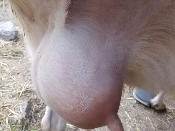 Mbuzi jike, Saanen goat