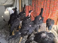 Chickens — 照片 6