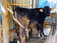 Ng'ombe dume, Aberdeen – Angus — picha 1