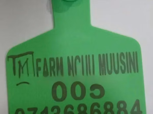 Medium Customized Green Ear Tags for Cows