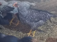 Chickens — Foto 2