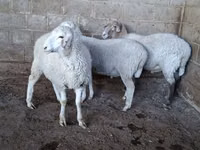 भेड़, Merino sheep — फ़ोटो 3