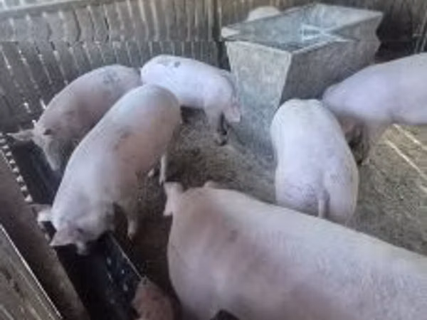 Säue, Schweine
