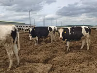 Cow, Russian Black pied cattle — photo 7
