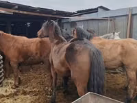 Farasi jike, Kazakh horse — picha 3