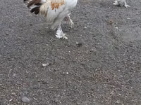 Chickens — Foto 6