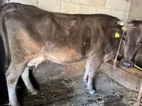 Ng'ombe jike, Swiss cattle — picha 1