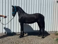 Caballo, Dutch warmblood horse — foto 1