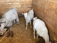 Goat, Goats — photo 7