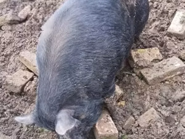 Boar, 