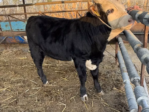 Ng'ombe dume, Simmental cattle