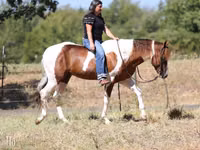 Hengst, American paint horse — Foto 5