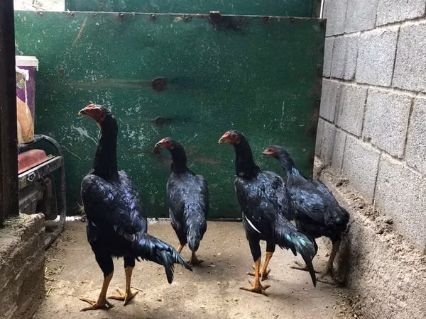 Shamo chickens