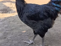 Gigante de Jersey — foto 1