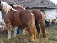Hengst, Suffolk Punch — Foto 5