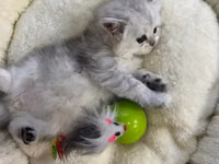 Interaktiv pişik oyuncağı – yellənən siçanlı balans topu - Dizayn — foto 2