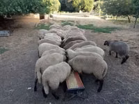 भेड़, Tsigai sheep — फ़ोटो 3
