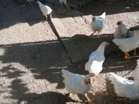 بليموث روك — الصورة 2