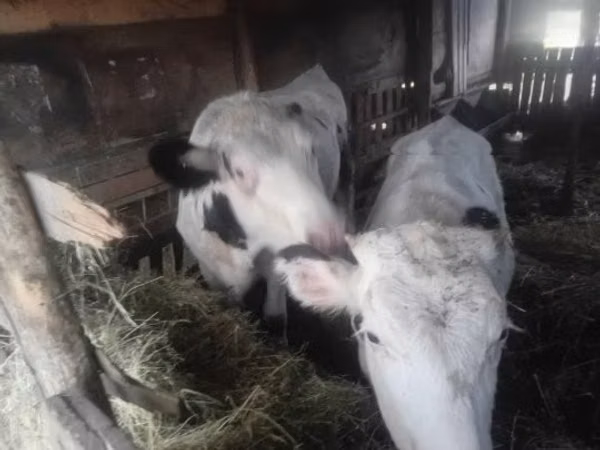 Kuh, Holstein-Rasse