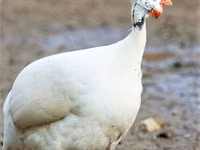 White — picha 2