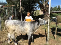 Toro, Ukrainian grey cattle — foto 2