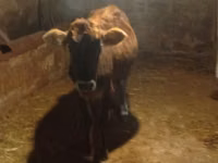 Cow, Azerbaijani zebu — photo 5