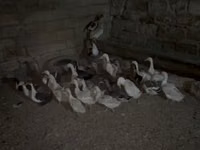 Geese — photo 1