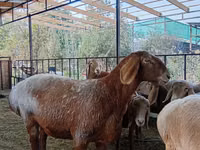 भेड़, Arashan sheep — फ़ोटो 8