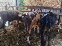 母牛, Simmental cattle — 照片 4