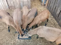نعجة, Cameroon sheep — الصورة 2